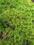 Leucolepis Umbrella Moss