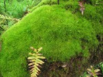 Dicranum Moss