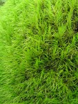 Dicranum Moss