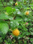 Salmonberry yellow fruit & foliage