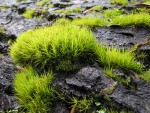 Dicranum Moss