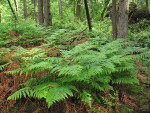 Bracken Ferns