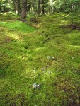 Mosses carpet mounded bog forest floor