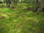 Mosses carpet mounded bog forest floor