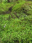 Mosses carpet mounded bog forest floor