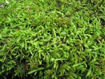 Moss detail