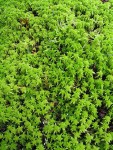 Sphagnum moss