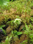 One-flowered Moneses among Stairstep Moss