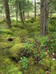 Mosses carpet mounded bog forest floor