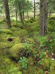 Mosses carpet mounded bog forest floor