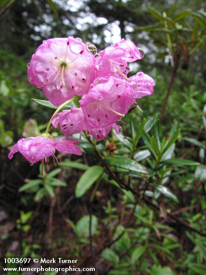 Kalmia microphylla