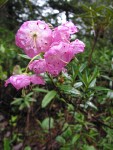 Western Bog Laurel