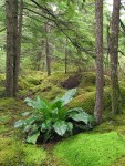 Skunk Cabbage among mosses in mounded bog forest