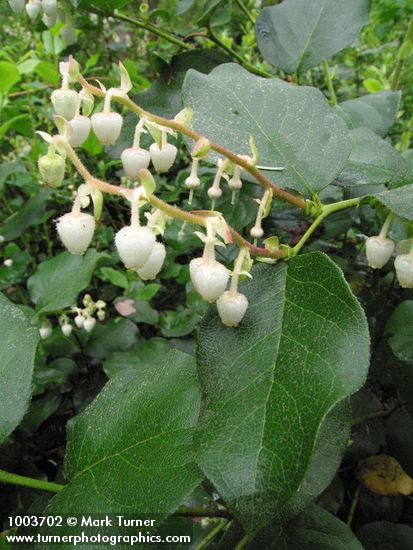 Gaultheria shallon