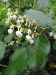 Salal blossoms & foliage