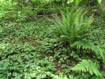 False Lily of the Valley groundcover w/ Sword & Lady Ferns