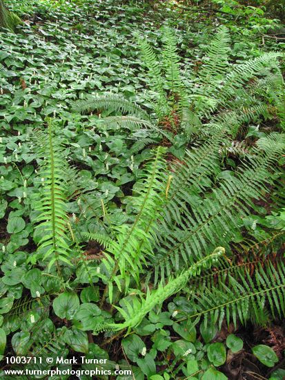 Maianthemum dilatatum; Polystichum munitum