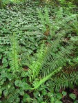 False Lily of the Valley groundcover w/ Sword & Lady Ferns