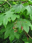 Vine Maple blossoms & foliage