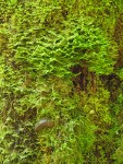 Banana Slug among moss