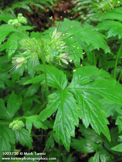 Hydrophyllum tenuipes