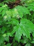 Pacific Waterleaf