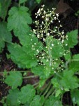 Foamflower