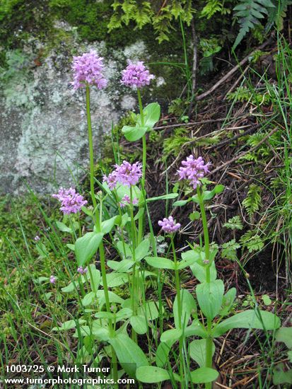 Plectritis congesta