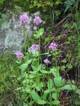 Rosy Plectitis