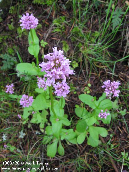 Plectritis congesta