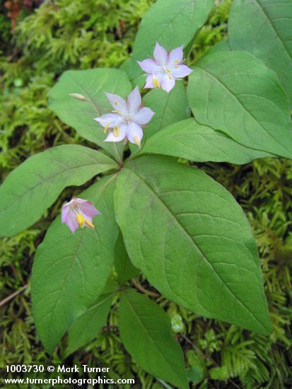 Trientalis borealis ssp. latifolia