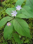 Pacific Starflower