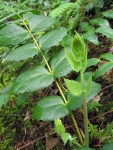 Dwarf Oregon-grape emerging foliage