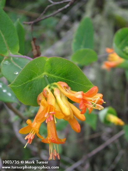 Lonicera ciliosa