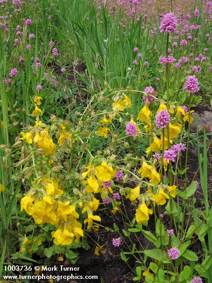 Mimulus guttatus; Plectritis congesta