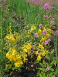 Seep-spring Monkeyflowers among Rosy Plectritis