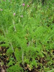 American Wild Carrot foliage