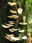 Oyster Mushrooms among moss on tree trunk