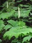 Vanilla Leaf