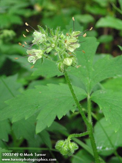 Hydrophyllum tenuipes