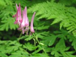 Scouler's Corydalis blossoms