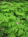 Scouler's Corydalis