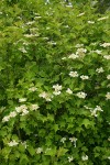 European Cranberrybush
