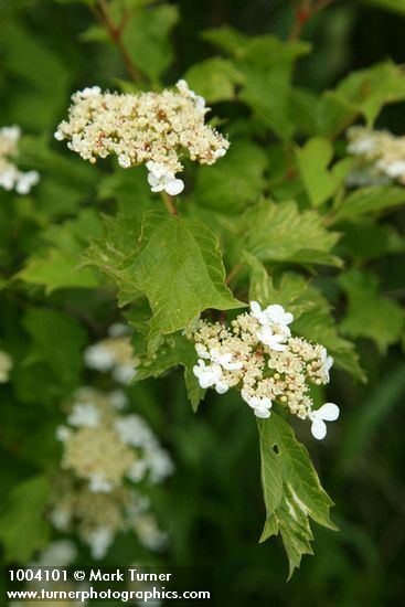 Viburnum opulus