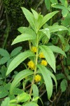 Tufted Loosestrife