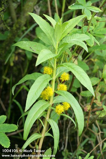 Lysimachia thyrsiflora