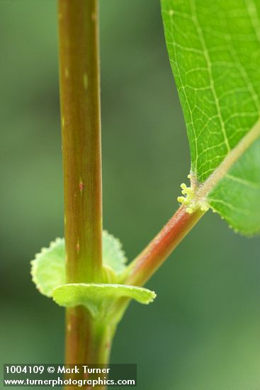 Salix lasiandra var. lasiandra