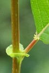 Pacific Willow twig, stipules & lower leaf showing glands