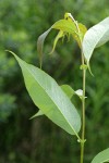 Pacific Willow twig, stipules & leaf reverse