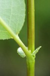 Pacific Willow twig, stipules & lower leaf